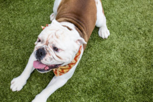 Dog playing at Paws University