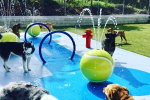 Dogs playing at the Splash Pad at Paws University