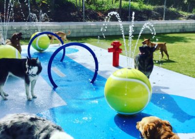 Central Pacific Bank helps Paws University create its dream facility