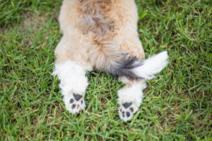 Paws University - Dog laying in the grass