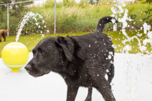 Paws University - Dog playing in water at the Splash Pad