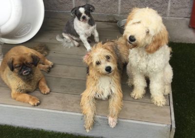 Kona’s Own Paws University