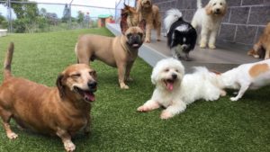 Dogs playing outside at Paws Daycare - Kailua-Kona, Hawaii