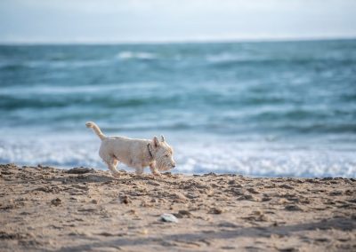 No More Ruff Days in West Hawaii