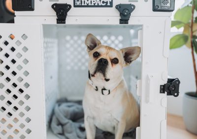 Crate Training: Teaching Your Dog to Love Their Space