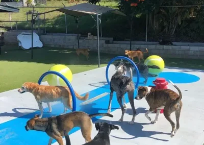 Where to Find the Best Dog Kennel Boarding Hawaii Island Has to Offer