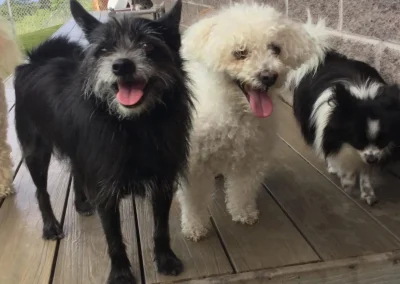 How to Pick a Doggy Care Overnight Without Losing Sleep