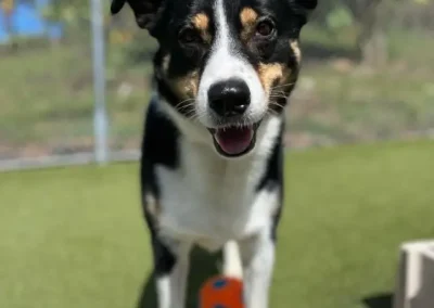 Professional Overnight Dog Training for Busy Owners