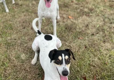 Safe and Supervised Pet Daycare Kailua Kona Guide