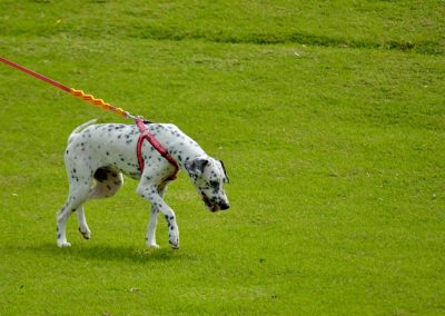 Stop the Barking with This Leash Reactivity Guide