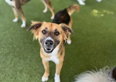How to Choose the Right Boarding and Training for Dogs Near Me Without Losing Your Mind