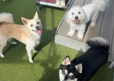 The Daily Grind: Exercise Routines to Keep Your Dog Fit