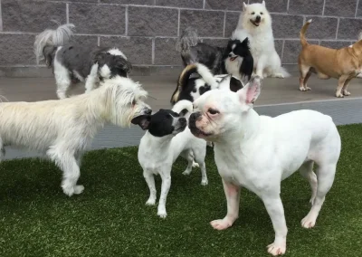 Signs of Poorly Socialized Dog: Essential Guide