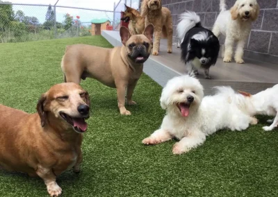 How to Socialize a Dog: The Ultimate Guide