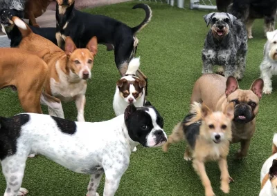 Step-by-Step Guide to Socializing Puppy with Other Dogs