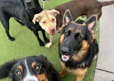 Comprehensive Guide to Pet Care Center Services