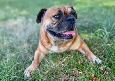 How to Train Dog Aggression in 7 Simple Steps